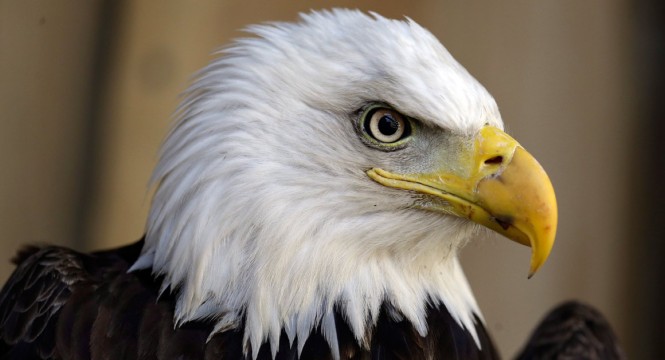 Bald Eagle: National symbol, bird of 'bad moral character