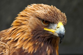 Golden Eagle Portrait against a black background